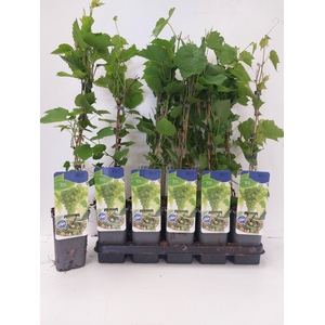 Vitis White