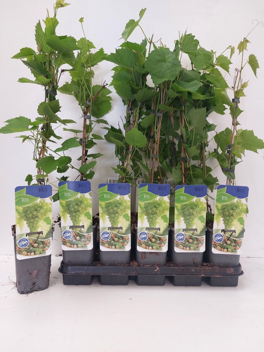 <h4>Vitis White</h4>