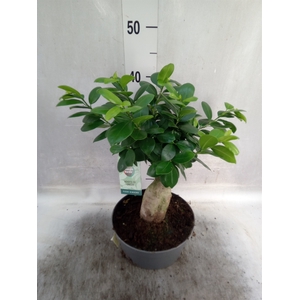 Ficus microcarpa 'Ginseng'