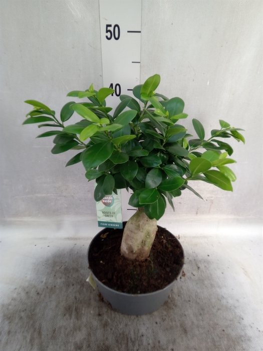 <h4>Ficus microcarpa 'Ginseng'</h4>