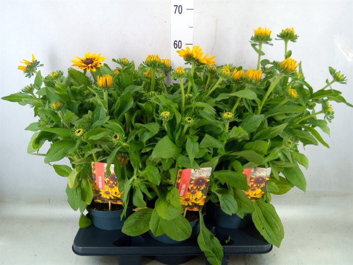 <h4>Rudbeckia   ...</h4>