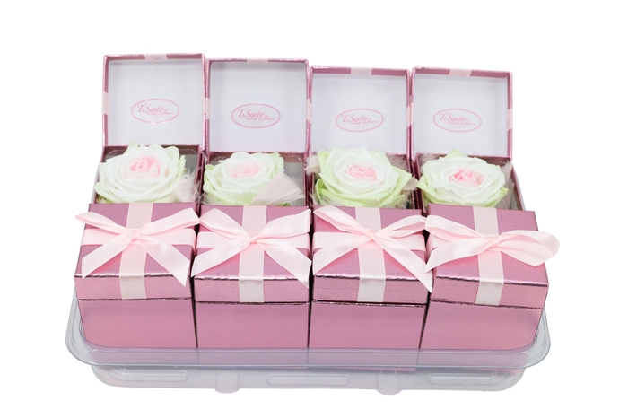 <h4>ARR ROSA POT H%</h4>