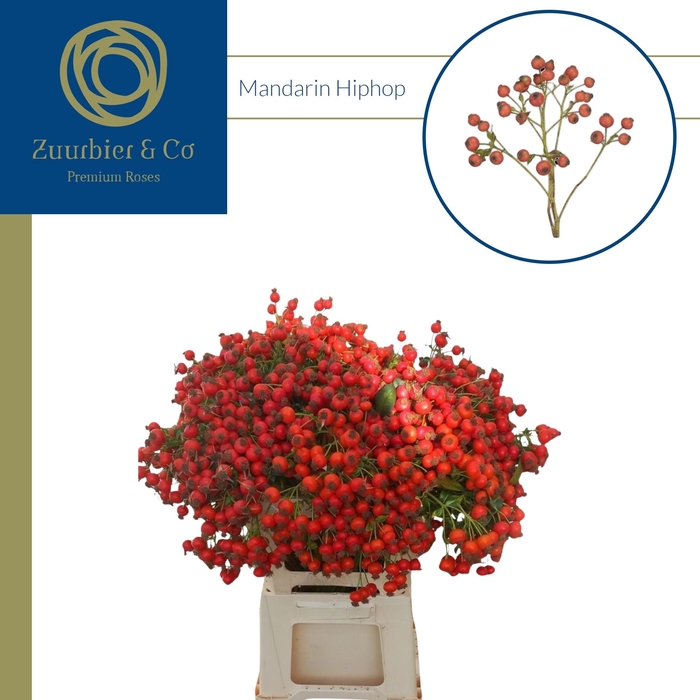 <h4>ROSA MANDARIN HIPHOP</h4>