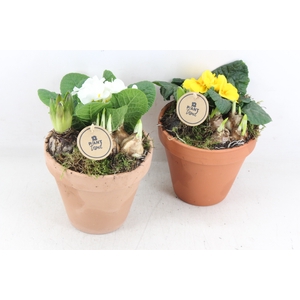 arr4 Primula PL - Terra pot 234/4