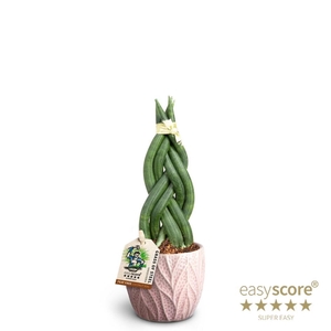 SANSEVIERIA CYLINDRICA