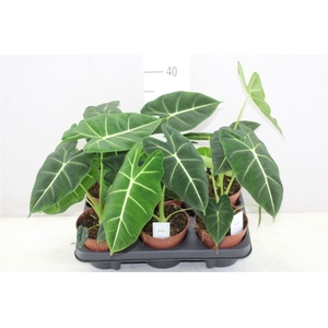 Alocasia Frydeck