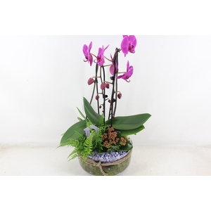 arr2 PL - Bose XL touw phal. lila