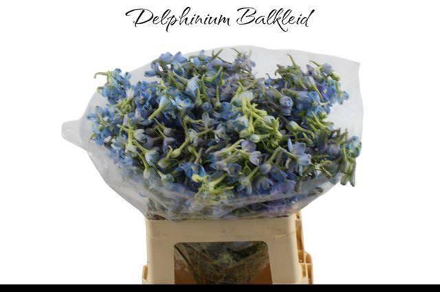 <h4>DELPH EN BALLKLEID</h4>