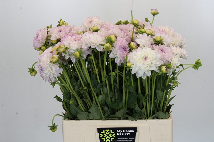 <h4>Dahlia Eveline</h4>