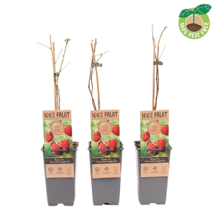 Rubus idaeus 'Twotimer' ®'Sugana'® RED, P15