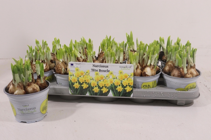 <h4>NARC D TETE BOUCLE</h4>