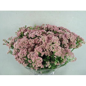 Ozothamnus Pink Bs 200g
