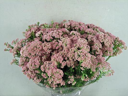 <h4>Ozothamnus Pink Bs 200g</h4>