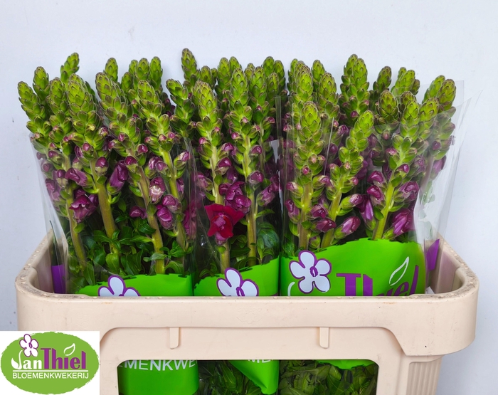 <h4>ANTIR ANTIBES RED</h4>