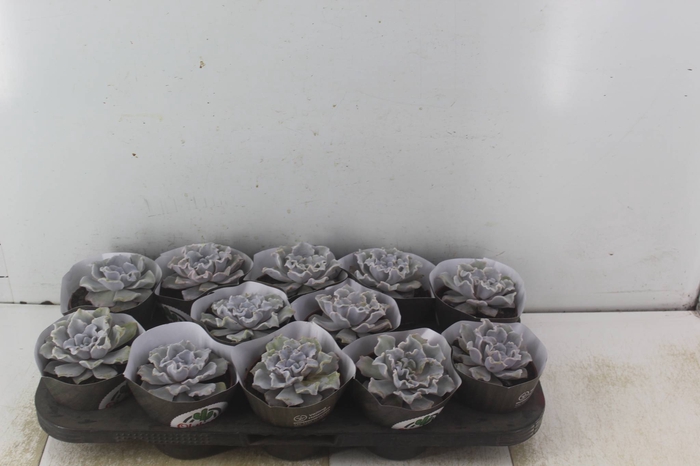 <h4>ECHEVERIA CRISPATE BEAUTY P11</h4>