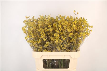 <h4>Anigoz Bush Down</h4>