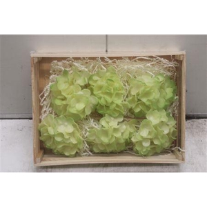 Wax Hydrangea Creme\groen