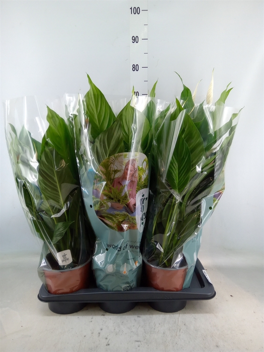 <h4>Spathiphyllum  'Bingo Cupido'</h4>