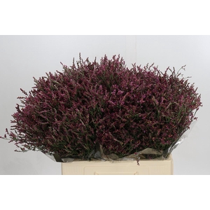 Limonium Scarlet Diamond
