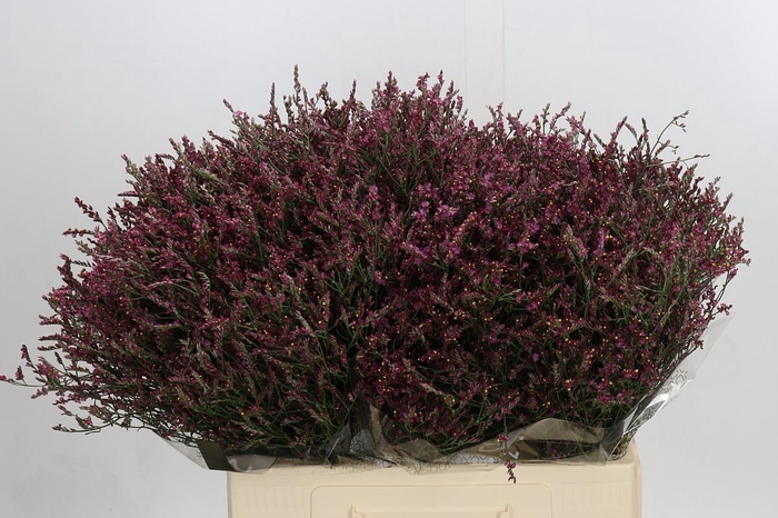 <h4>Limonium Scarlet Diamond</h4>