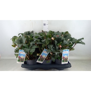 Helleborus  'Angel Glow'