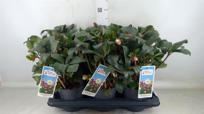 <h4>Helleborus  'Angel Glow'</h4>