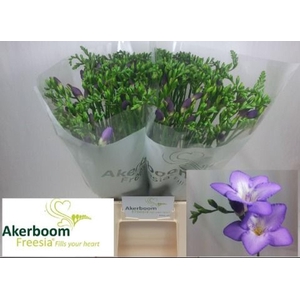 Freesia enk Castor