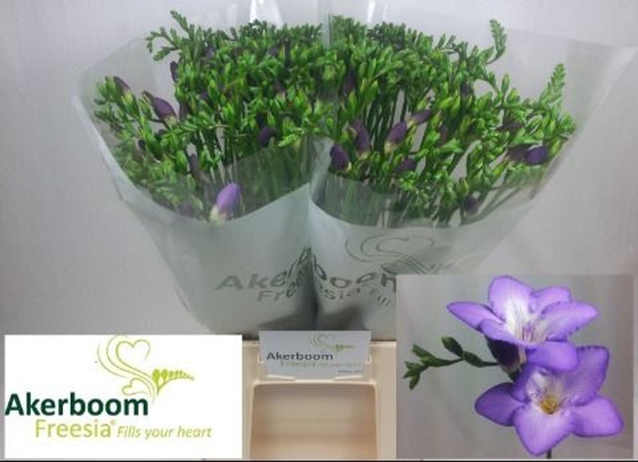 <h4>Freesia enk Castor</h4>