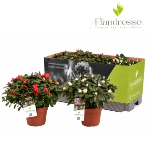 Azalea Flandresse® 'mix tray rood & wit' 30 - 32 cm