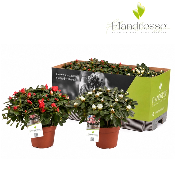 <h4>Azalea Flandresse® 'mix tray rood & wit' 30 - 32 cm</h4>