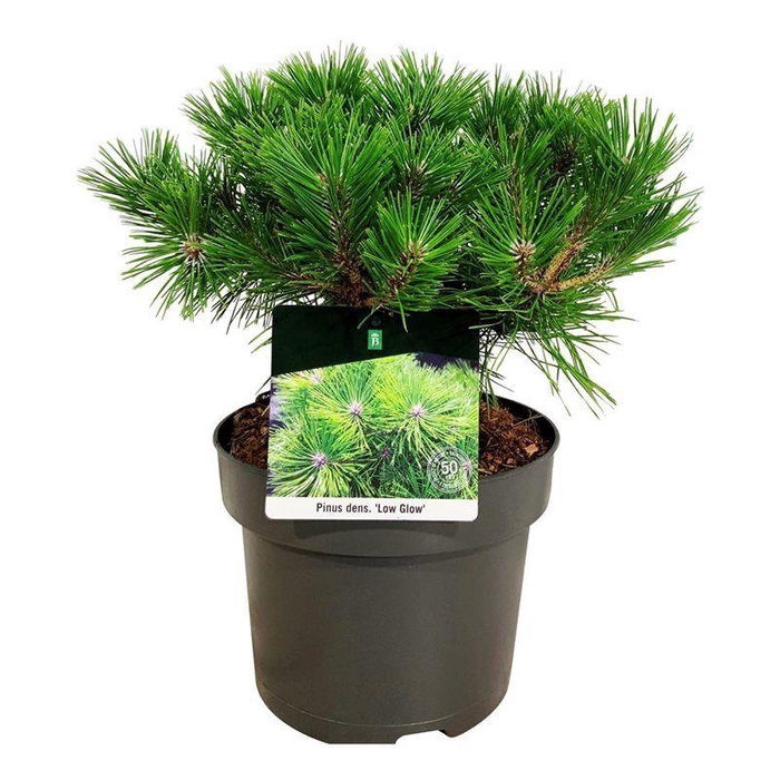 <h4>Pinus dens. 'Low Glow'</h4>