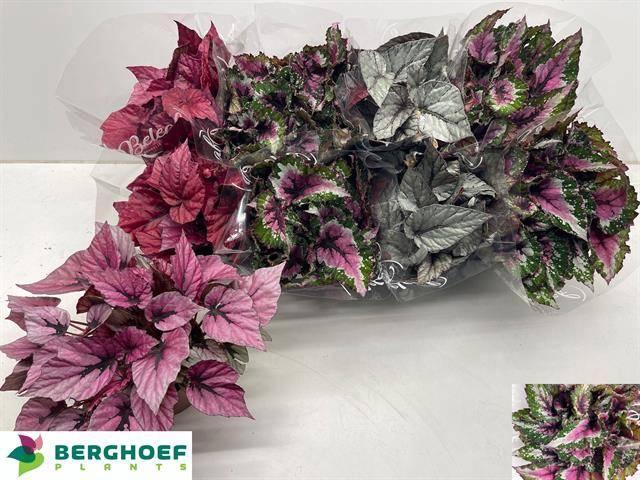 <h4>Beg Bel Gem</h4>