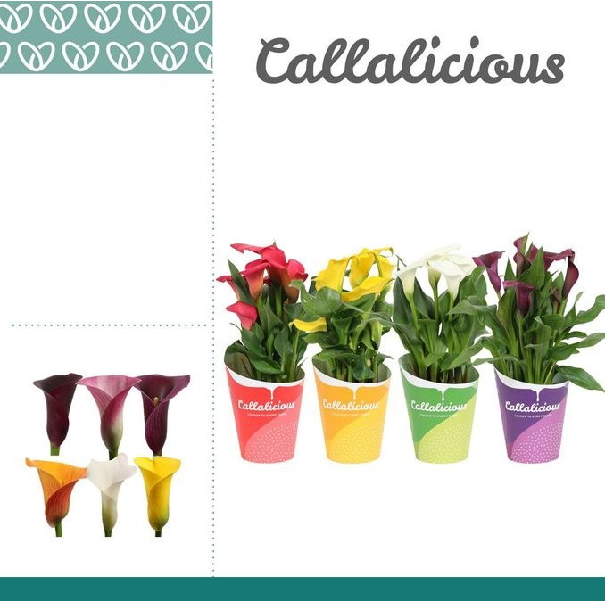 <h4>Zantedeschia gemengd</h4>