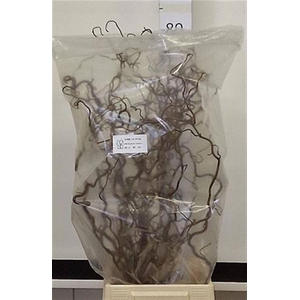 Corylus Av Contorta 70cm X20