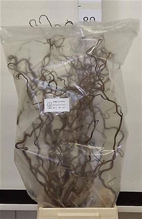 <h4>Corylus Av Contorta 70cm X20</h4>