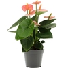 Anthurium Spirit in transparant sleeve