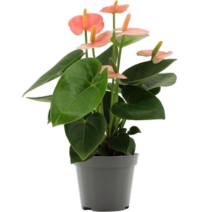 Anthurium Spirit in transparant sleeve