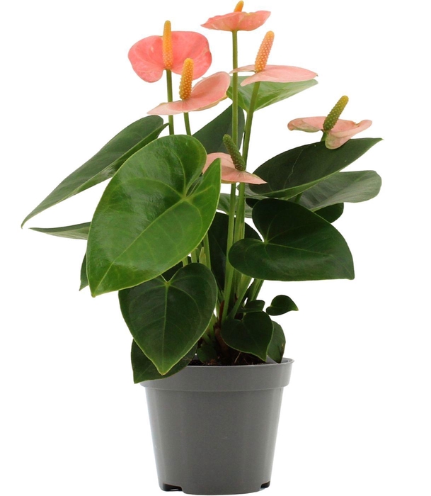 Anthurium Spirit in transparant sleeve