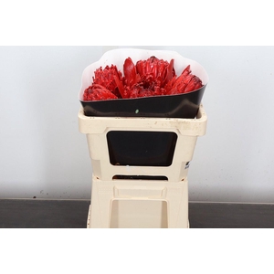 Protea Wx Rood Barbi