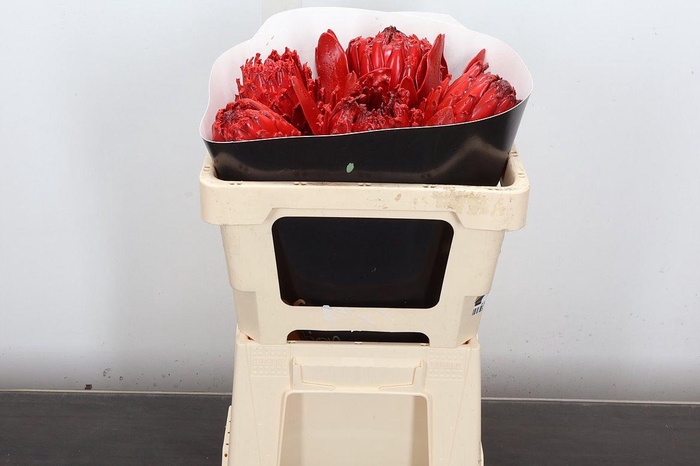 <h4>Protea Wx Rood Barbi</h4>