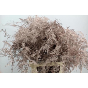 Asp Lang Getopt Champange