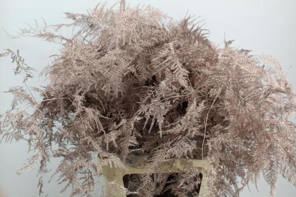 <h4>Asp Lang Getopt Champange</h4>