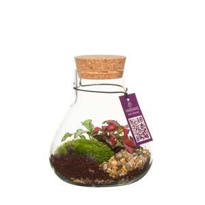 Wardians Terrarium - Erlenmeyer small