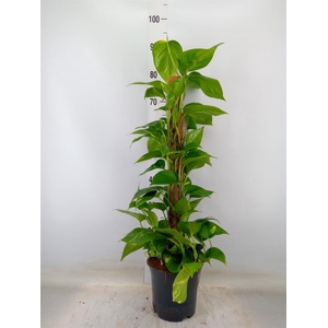 Epipremnum pinn.   ...moss stick