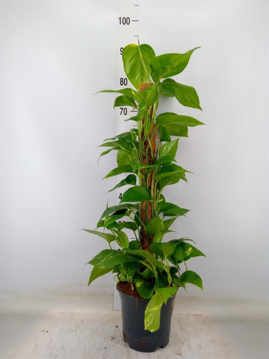 <h4>Epipremnum pinn.   ...moss stick</h4>