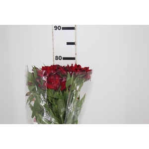 ALSTROEMERIA NATALYA 080 CM