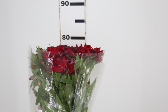 <h4>ALSTROEMERIA NATALYA 080 CM</h4>