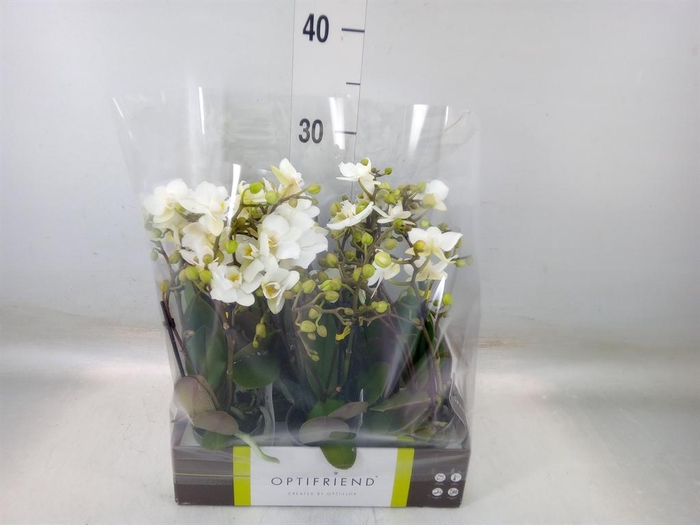 <h4>Phalaenopsis multi. ...white</h4>