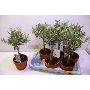 Olea Europaea