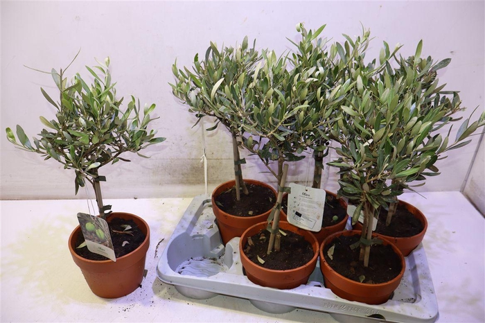<h4>Olea Europaea</h4>